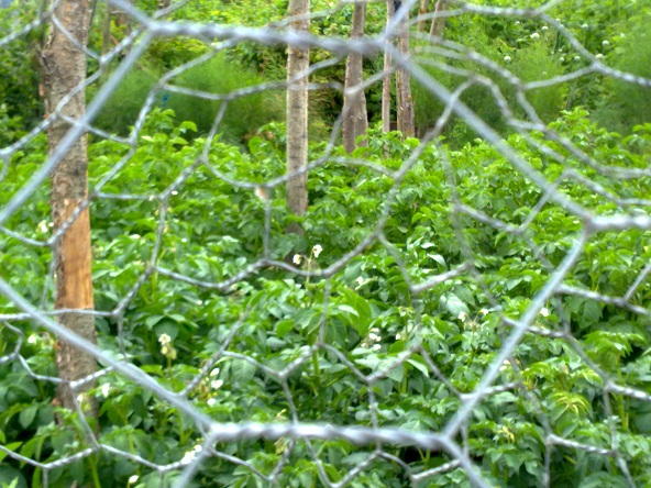 photo of plot v