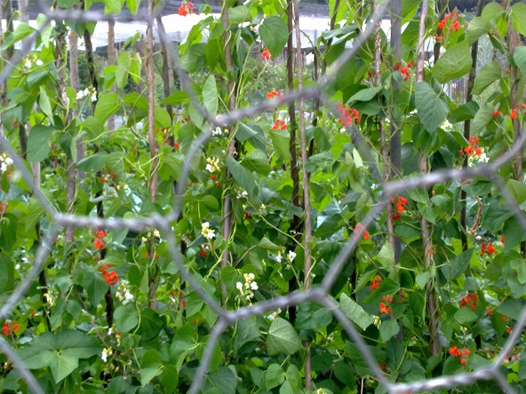 photo of plot w