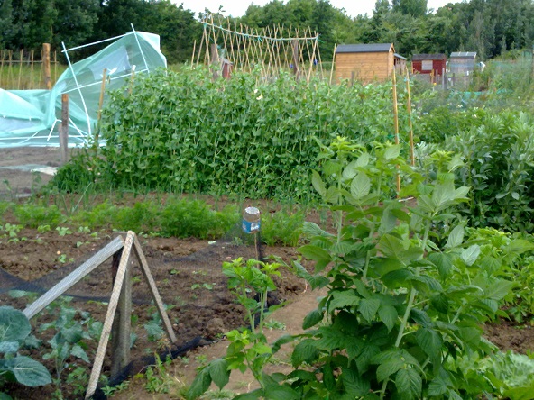 photo of plot x