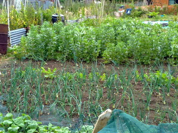 photo of plot y