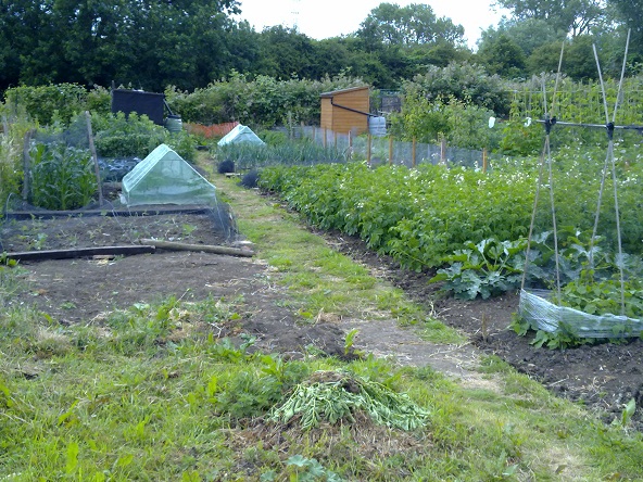 photo of plot z