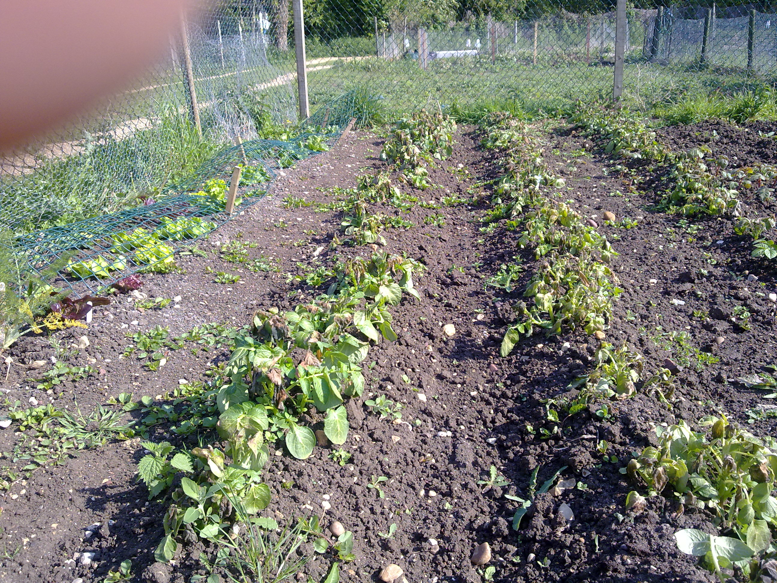 frost damaged potatoes
