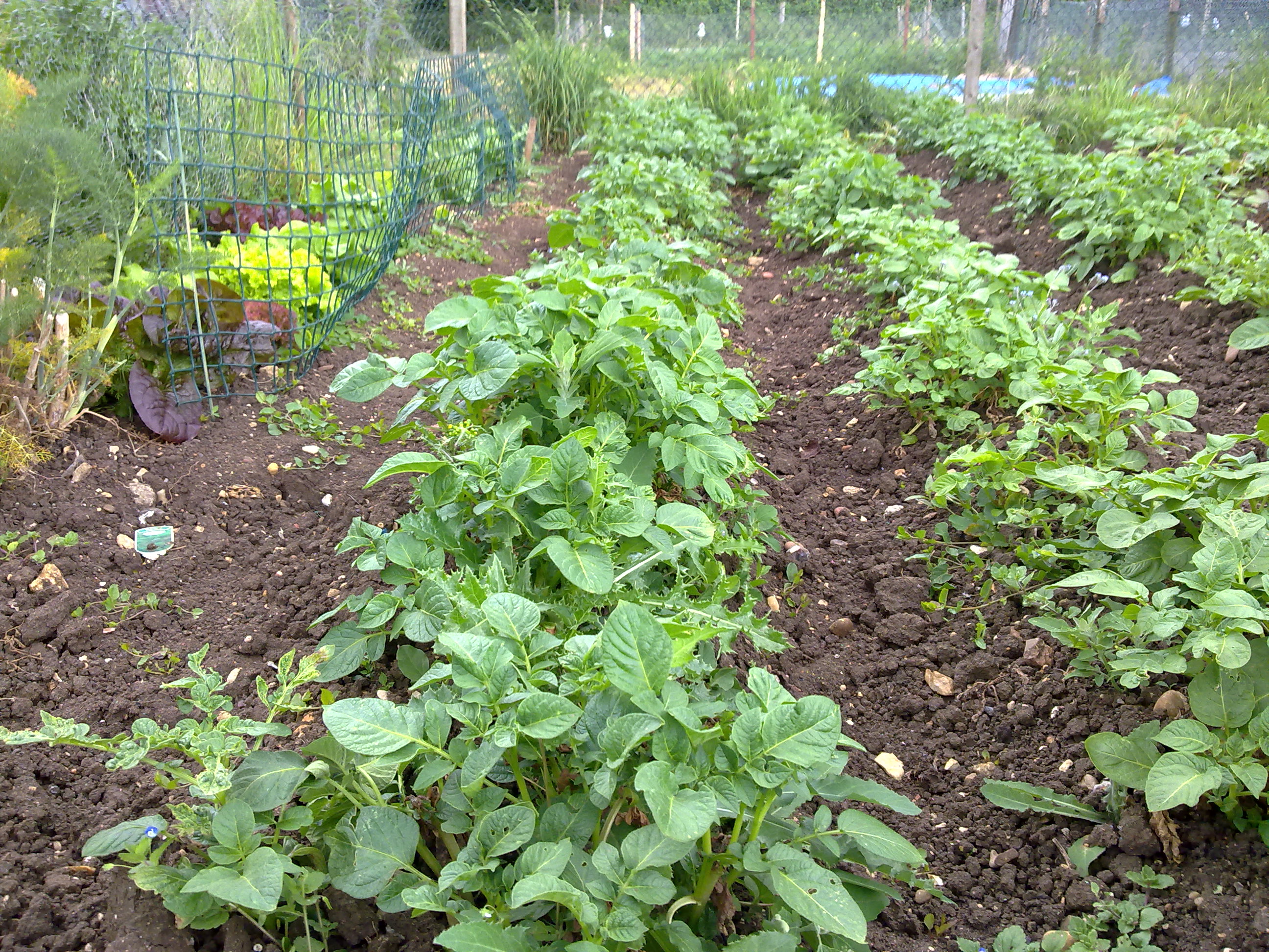 potatoes 31 May