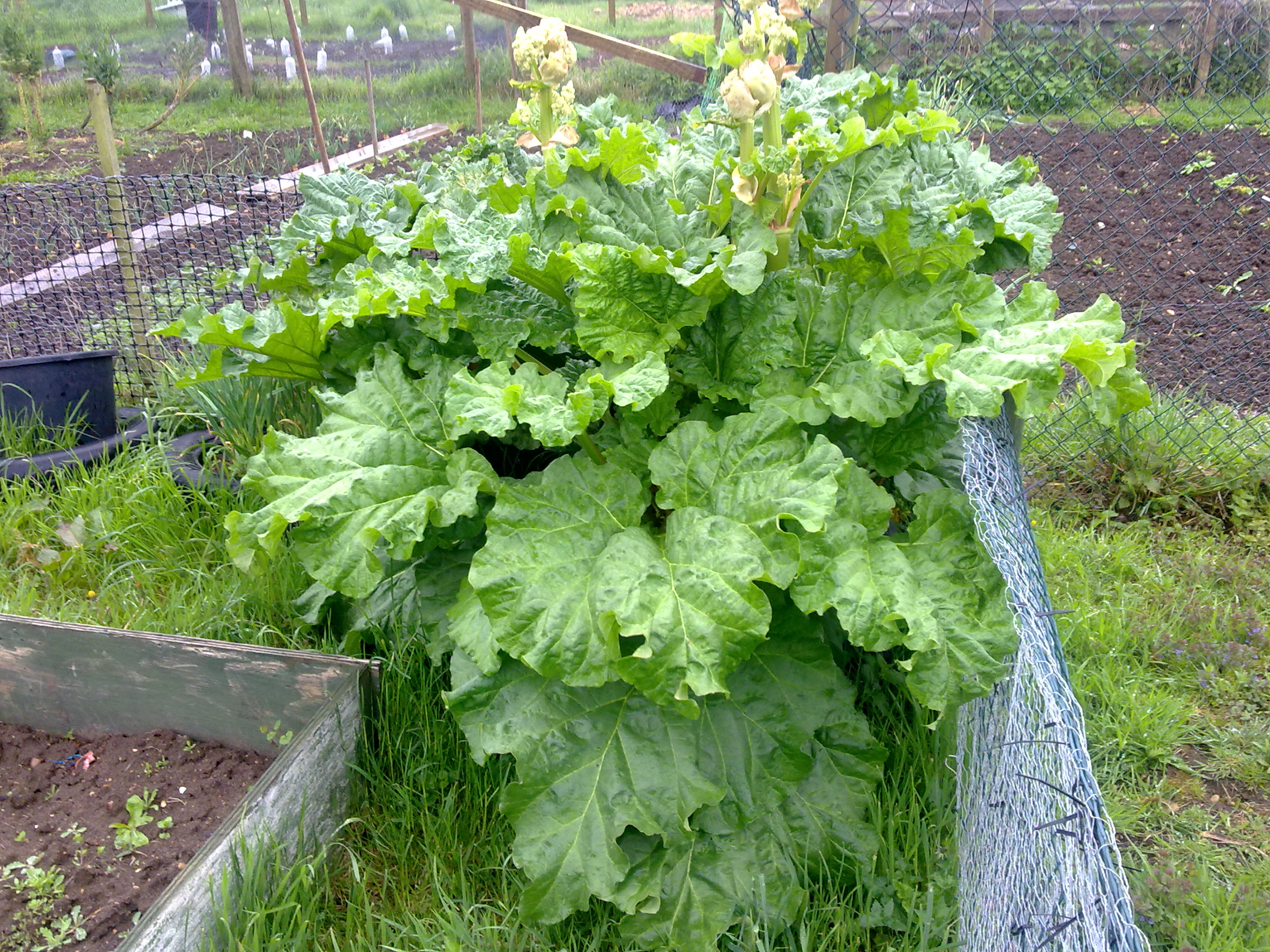 photo of a members rhubarb