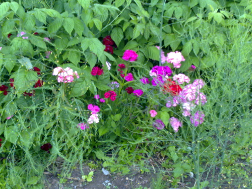 Spring flowers June 2011