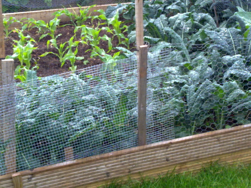 sweetcorn looking good Jun 2011