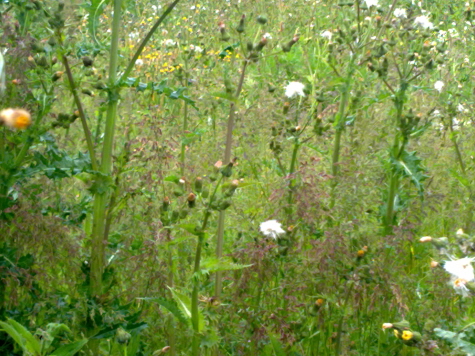 Thistles on an allotment